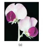 (a) Self-pollinated flowers;