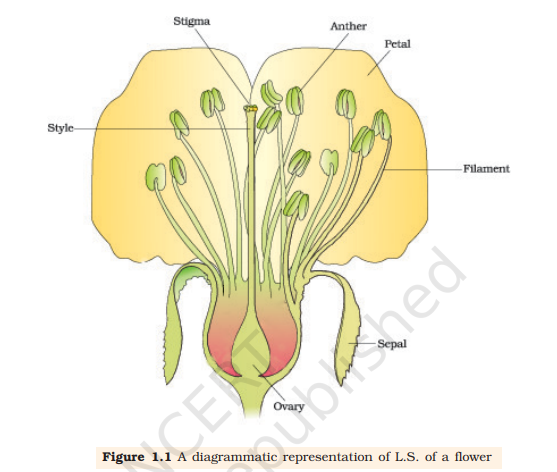 Figure 1.1 A diagrammatic representation of L.S. of a flower