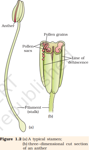 Figure 1.2 (a) A typical stamen;
(b) three–dimensional cut section
of an anther