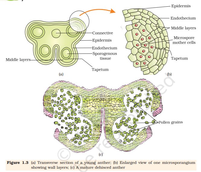 Figure 1.3 (a) Transverse section of a young anther; (b) Enlarged view of one microsporangium
showing wall layers; (c) A mature dehisced anther