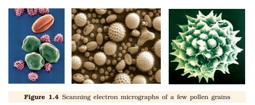 Figure 1.4 Scanning electron micrographs of a few pollen grains 