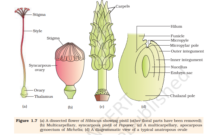 Figure 1.7 (a) A dissected flower of Hibiscus showing pistil (other floral parts have been removed);
(b) Multicarpellary, syncarpous pistil of Papaver ; (c) A multicarpellary, apocarpous
gynoecium of Michelia; (d) A diagrammatic view of a typical anatropous ovule